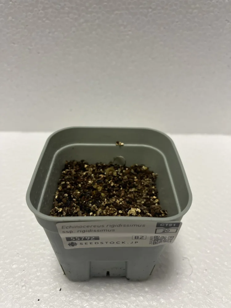 Echinocereus rigidissimus (エキノケレウス リジディッシマス)