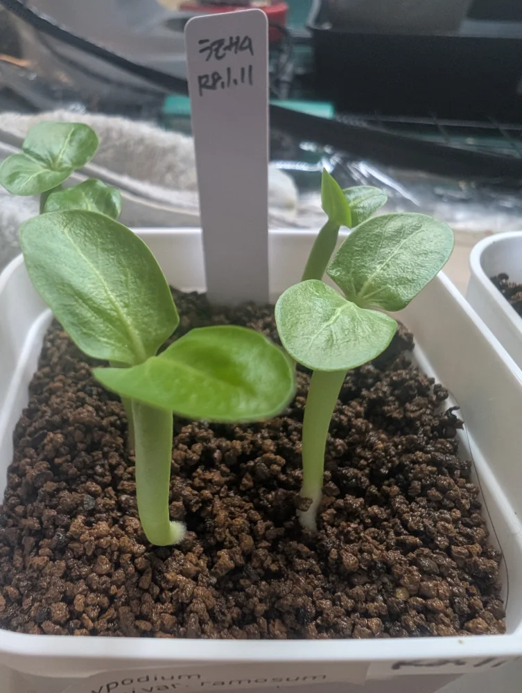 Pachypodium lamerei var. ramosum (パキポディウム ラモサム)