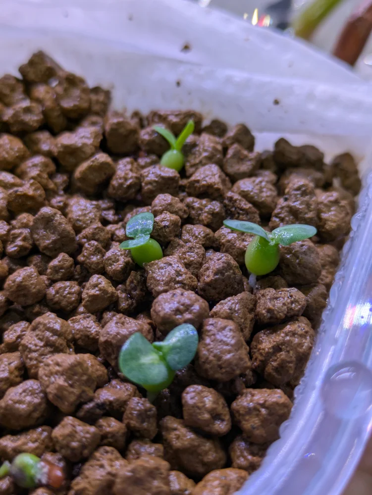 Pachypodium rosulatum var. inopinatum (パキポディウム イノピナツム)