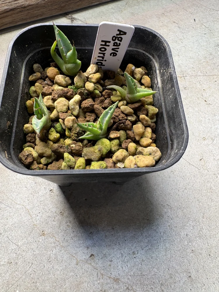 Agave horrida ssp. horrida (アガベ ホリダ)