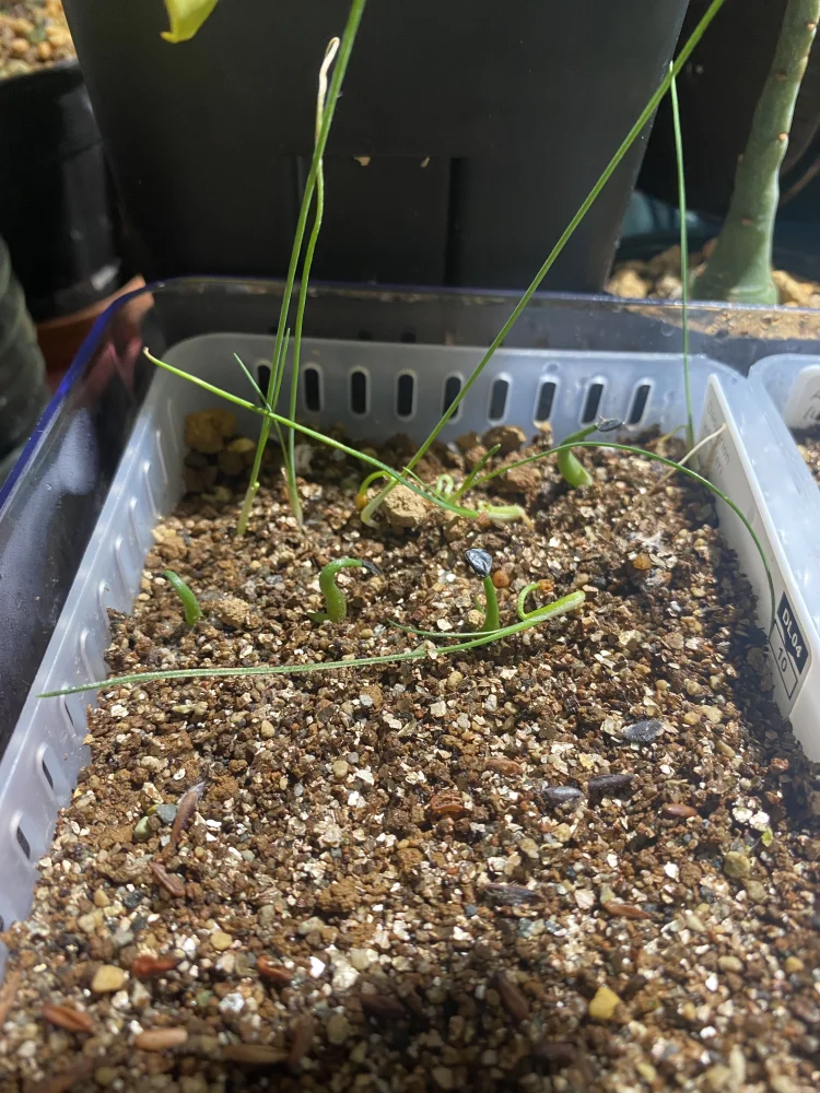 Agave titanota Blue Lot. (アガベ チタノタブルー)