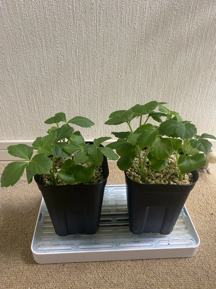 少し難しいかも