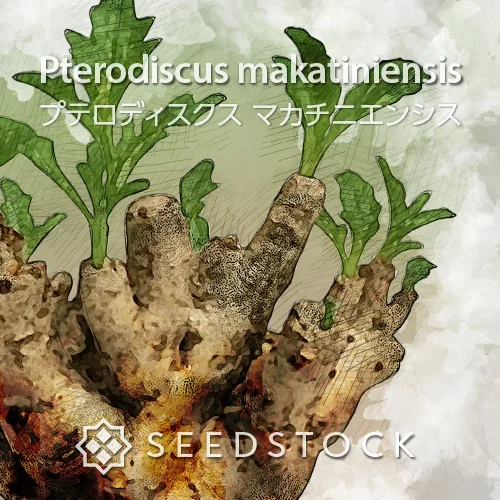 Pterodiscus makatiniensis (プテロディスクス マカチニエンシス)