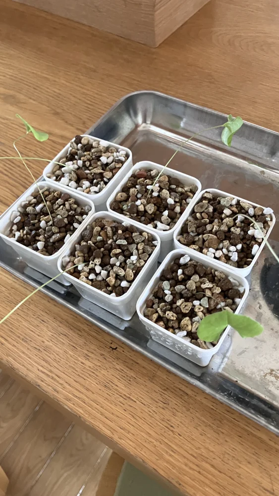 Dioscorea elephantipes (ディオスコレア エレファンティペス)