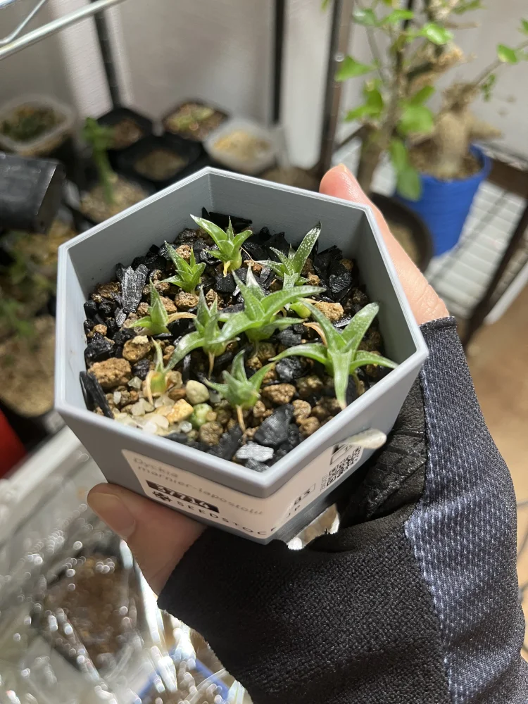 Dyckia marnier-lapostolii (ディッキア マルニエルラポストレイ)