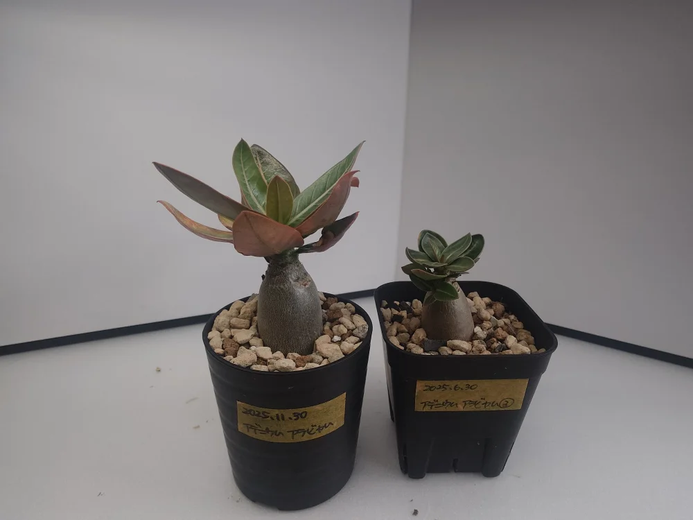 Adenium arabicum (アデニウム アラビカム)