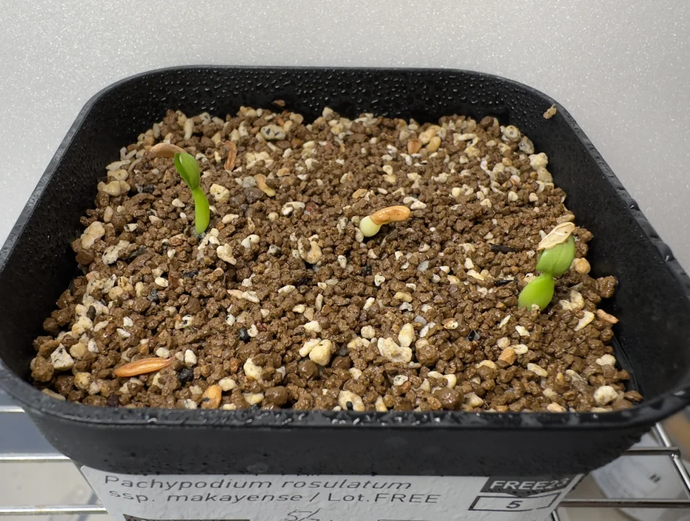 Pachypodium rosulatum var. makayense Lot. FREE ([2026/6/8ご注文分で終了｜プレゼント種子] パキポディウム マカイエンセ)