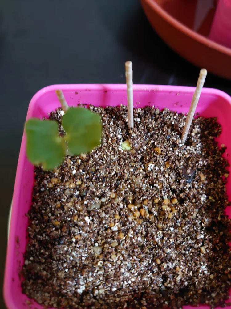 sp. Commiphora sp. (コミフォラ)