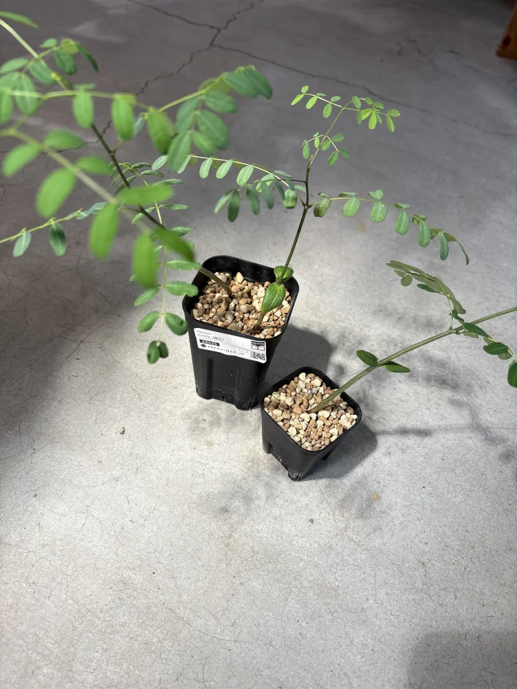 Delonix pumila (デロニクス プミラ)