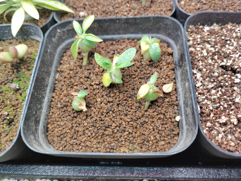 Pachypodium enigmaticum (パキポディウム エニグマチカム)