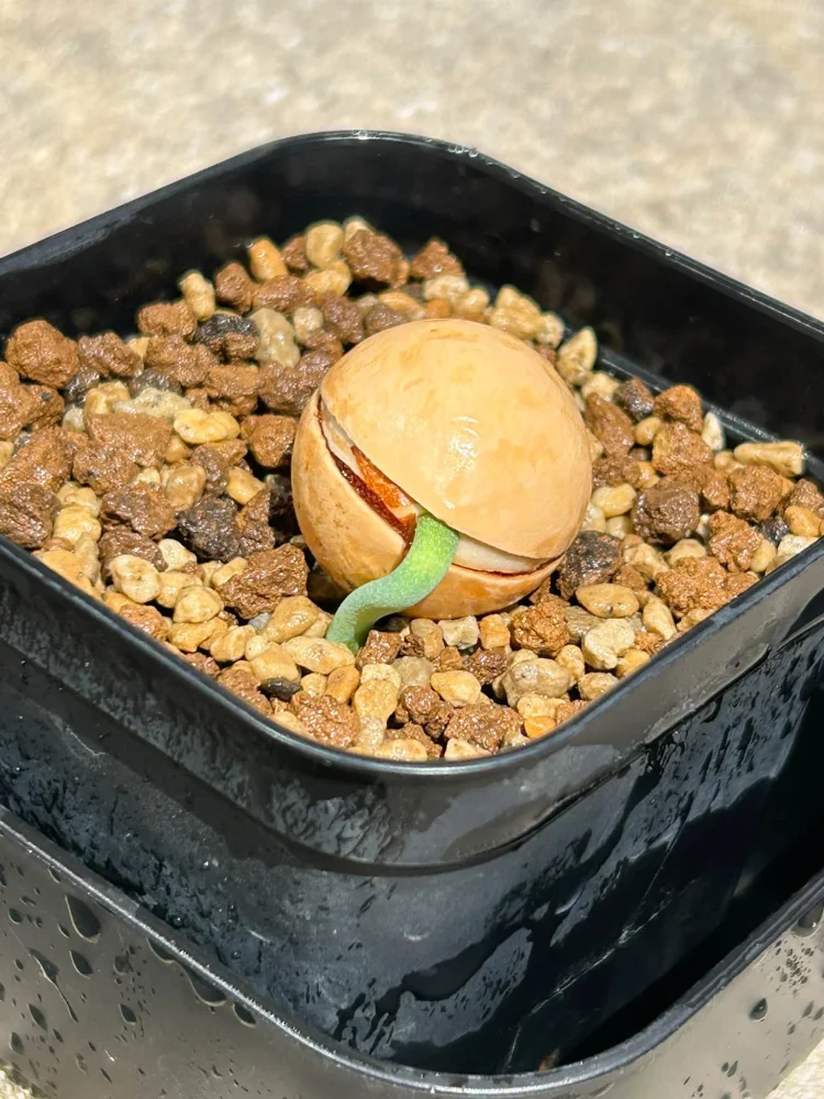 Cycas cairnsiana (サイカス カイルンシアナ)