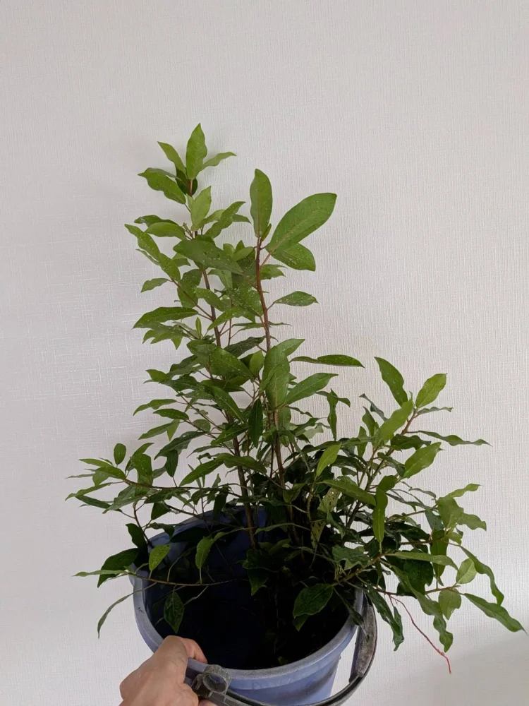 Ficus burtt-davyi (フィカス バートダヴィ)