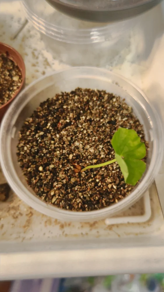 sp. Commiphora sp. (コミフォラ)