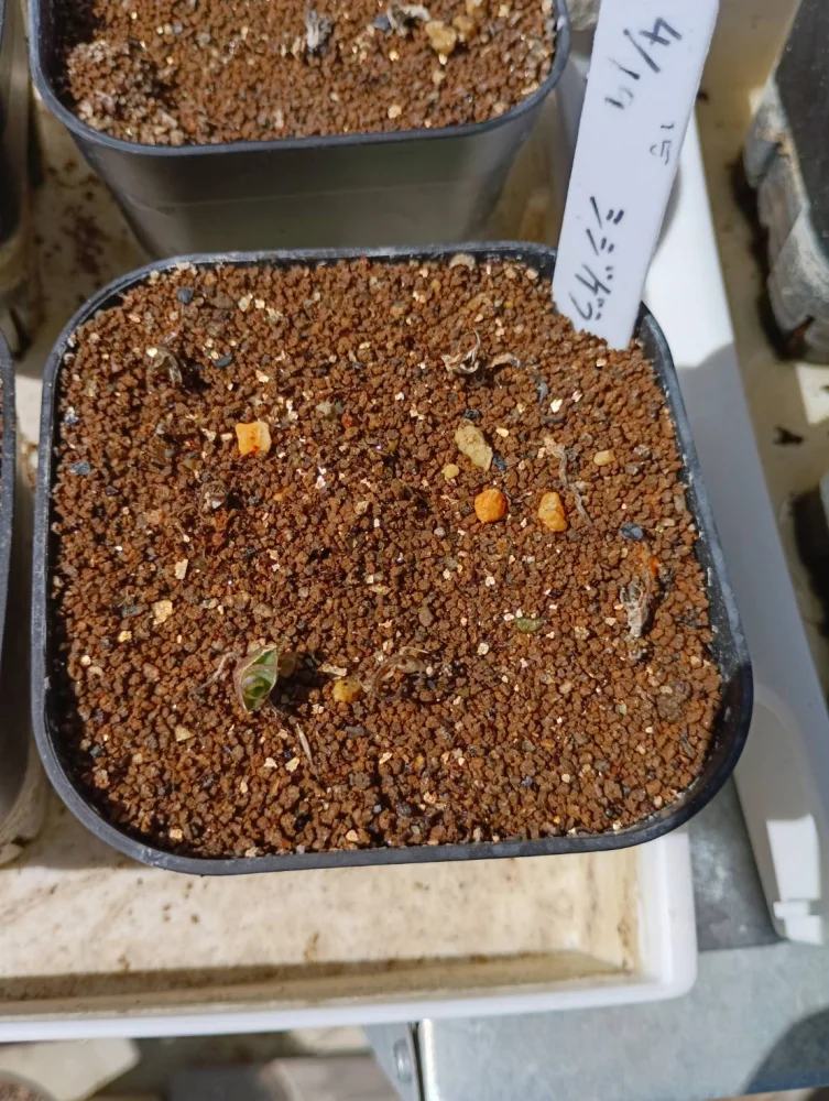 Agave schidigera (アガベ シジゲラ)
