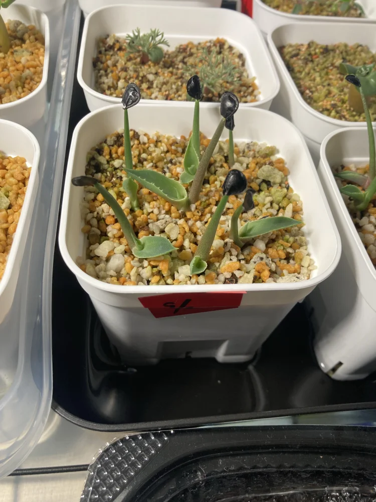 Agave americana ssp. americana (アガベ アメリカーナ)