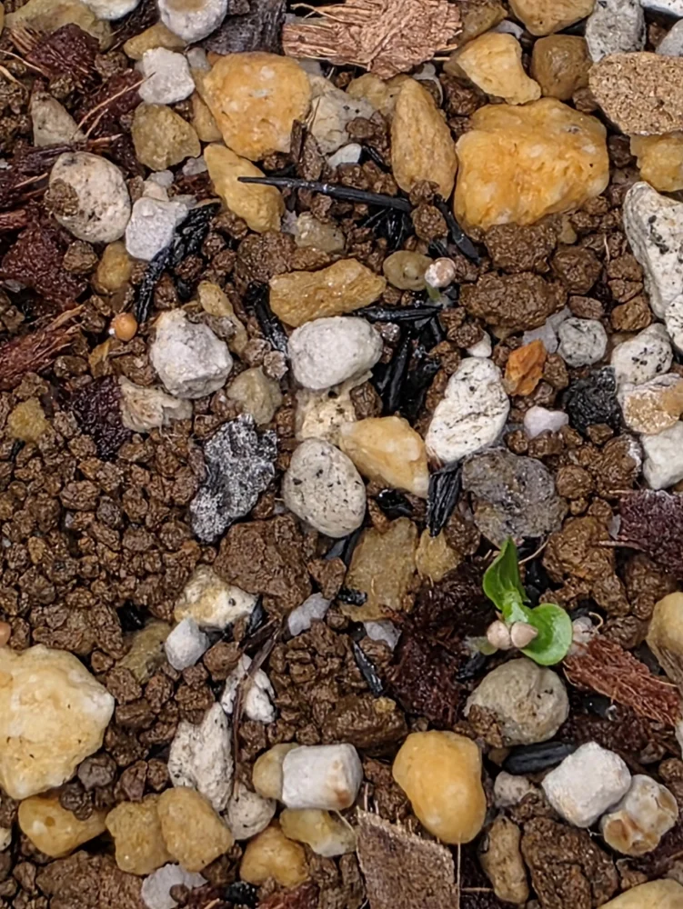 Dorstenia gigas (ドルステニア ギガス)