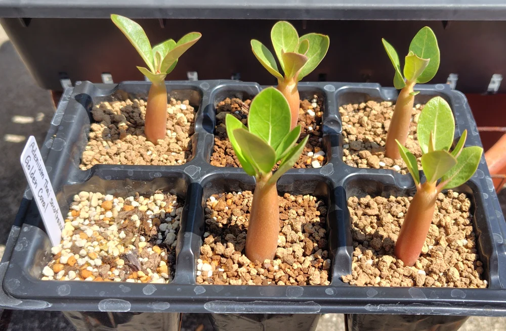 Adenium Thai socotranum  Golden Coral (アデニウム ゴールデンコーラル)