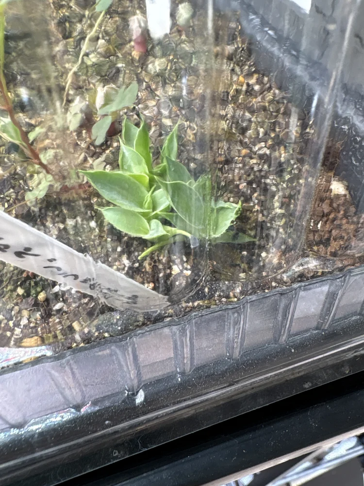 Agave ([プレゼント種子])
