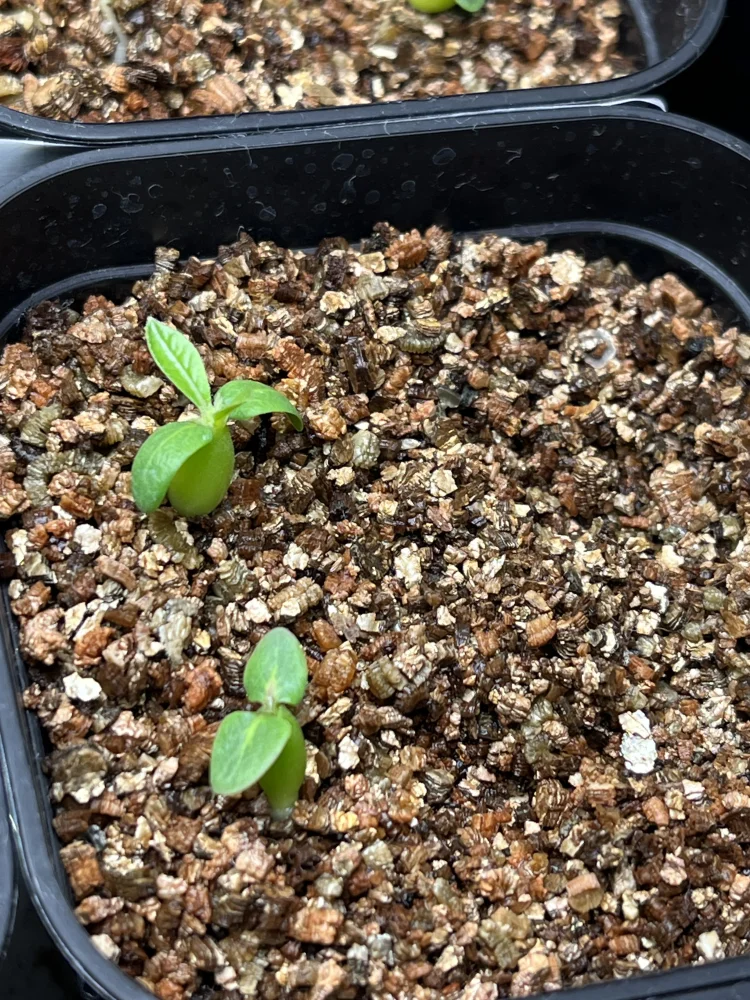 [プレゼント種子] パキポディウム マカイエンセ Pachypodium rosulatum var. makayense Lot. FREE