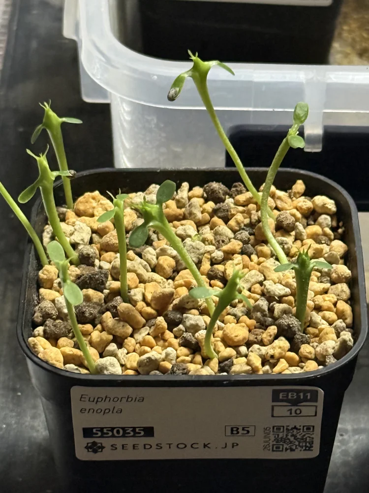 Euphorbia enopla (ユーフォルビア エノプラ 紅彩閣)