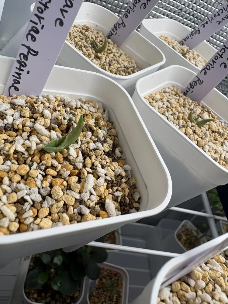 Agave victoriae-reginae ssp. victoriae-reginae (アガベ ビクトリアレジーナエ 笹の雪)