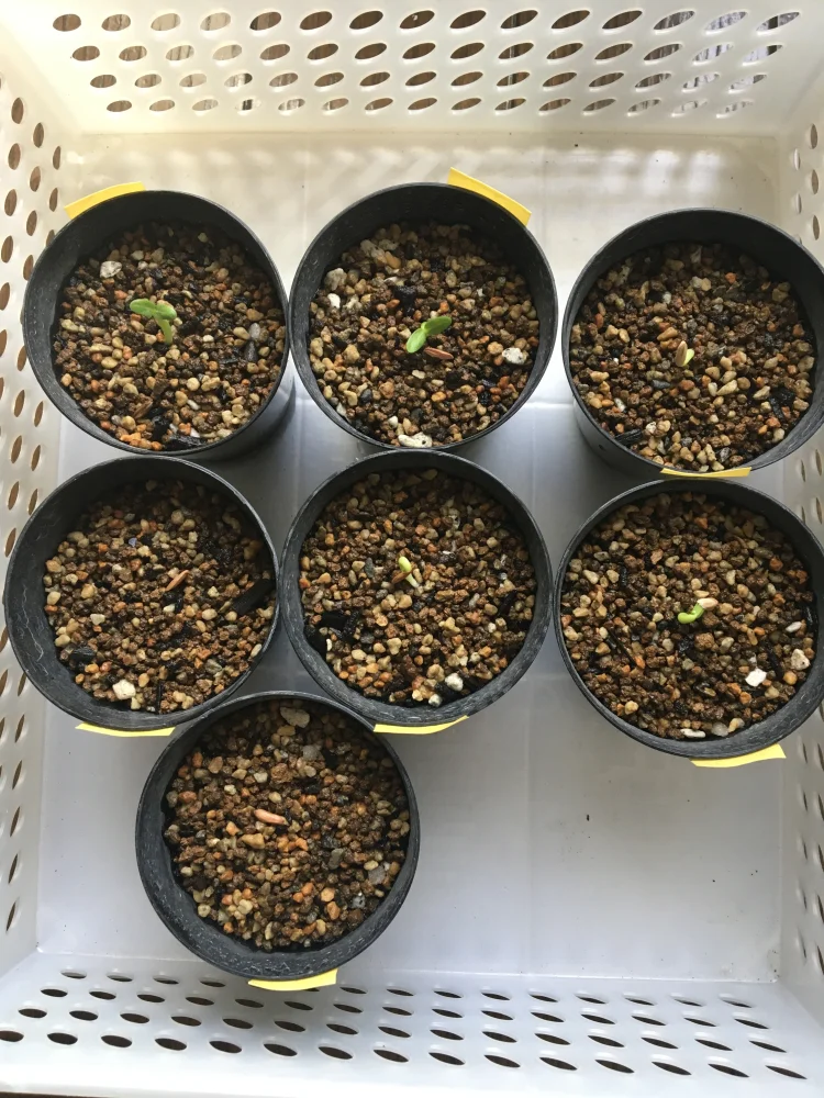 種子] パキポディウム グラキリス Lot.2026MAY Pachypodium rosulatum