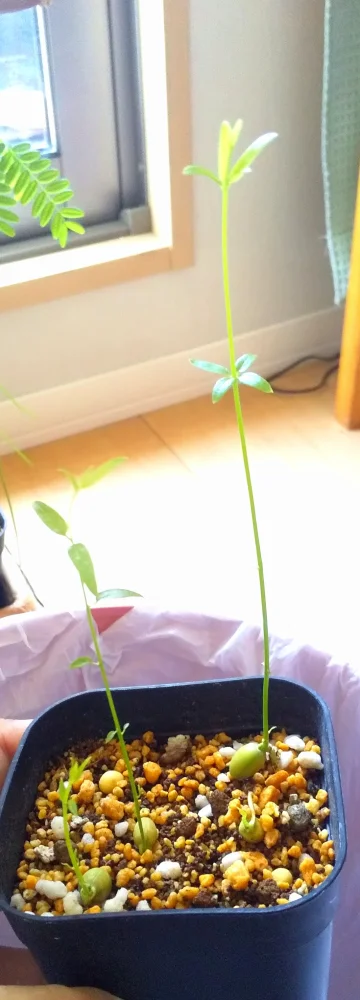 Jasminum multipartitum (ジャスミナム マルチパルチタム)