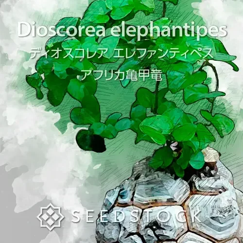 発芽はしなかった