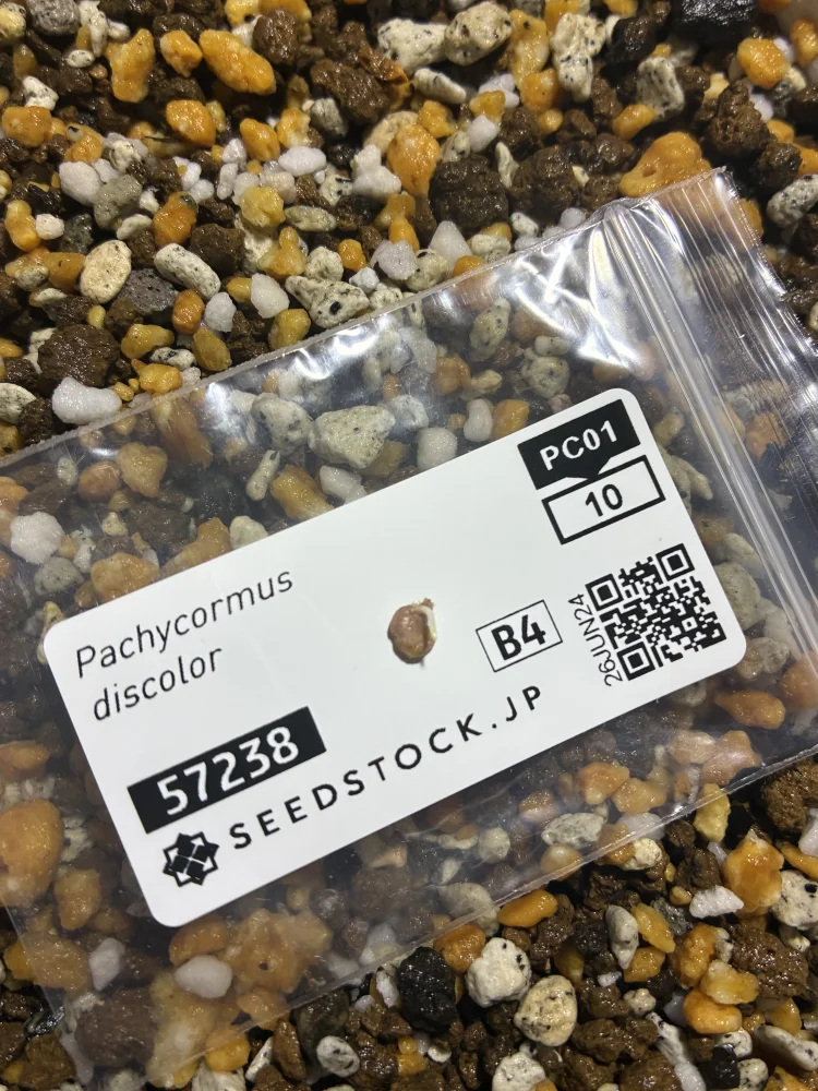 Pachycormus discolor (パキコルムス ディスカラー)