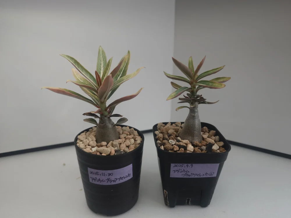 Adenium somalense var. black somalense (アデニウム ブラックソマレンセ)