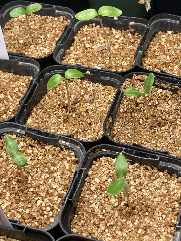 Fouquieria formosa (フォークイエリア フォルモサ)