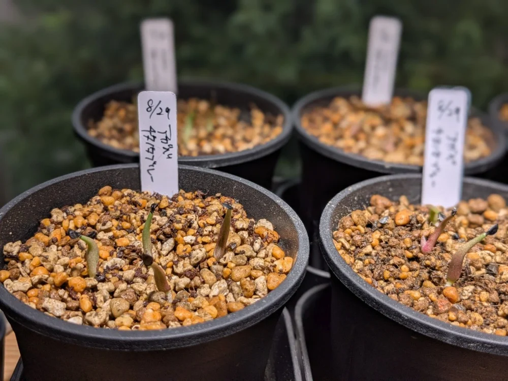 Agave titanota Blue Lot. (アガベ チタノタブルー)
