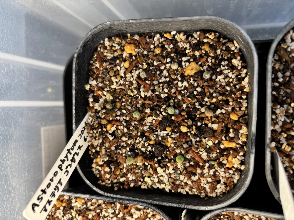 Astrophytum asterias gonzales (アストロフィツム ゴンザレス)