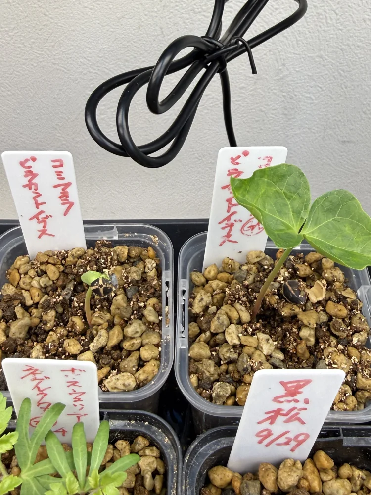 Commiphora pyracanthoides (コミフォラ ピラカントイデス)