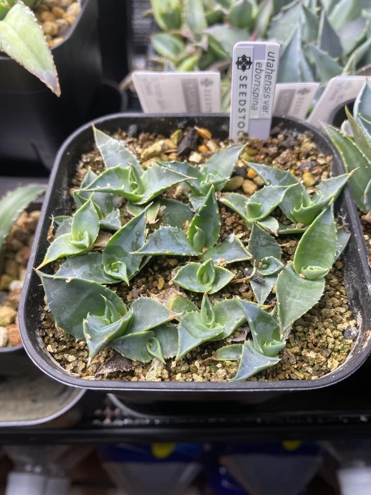 Agave utahensis var. eborispina (アガベ エボリスピナ)