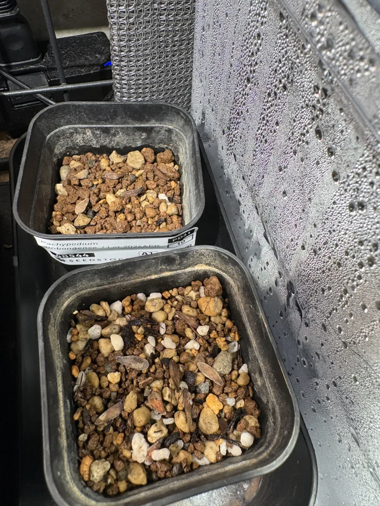 Pachypodium ambongense (パキポディウム アンボンゲンセ)