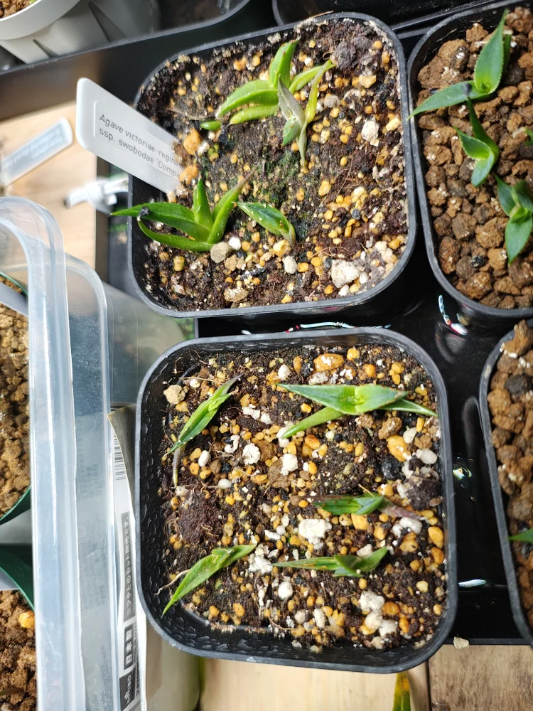 Agave victoriae-reginae ssp. victoriae-reginae (アガベ ビクトリアレジーナエ 笹の雪)