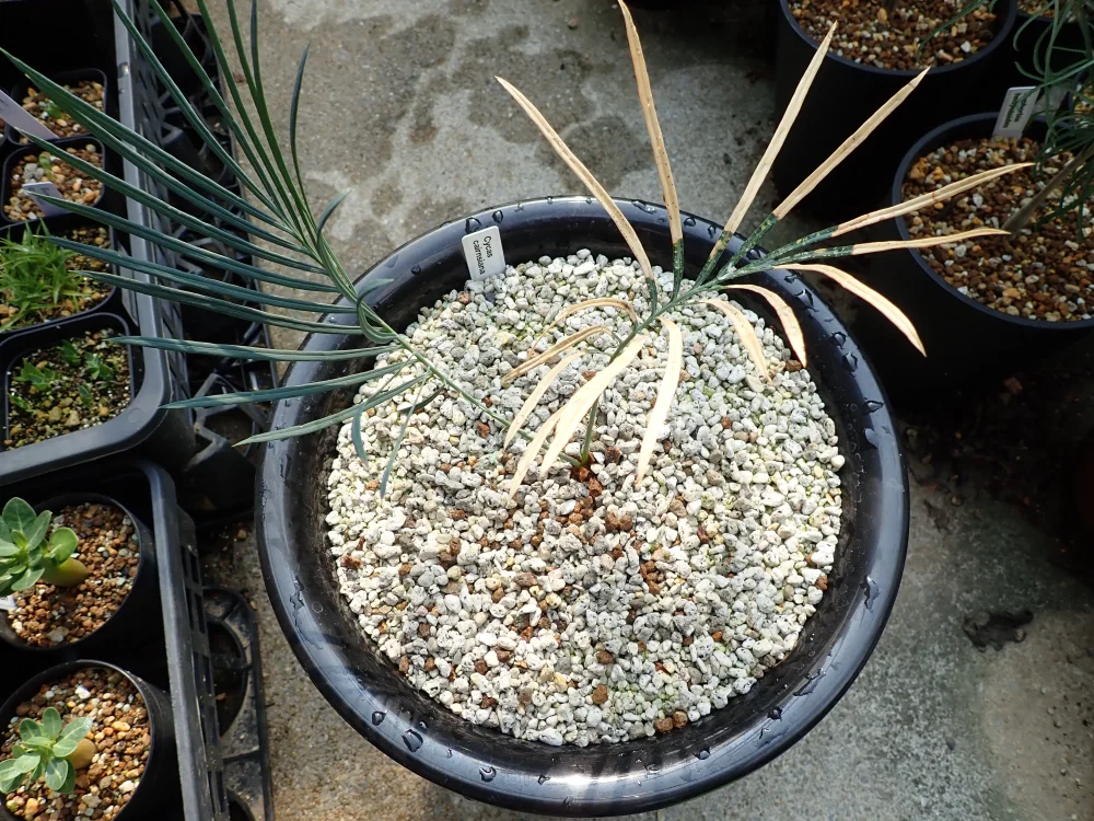 Cycas cairnsiana (サイカス カイルンシアナ)