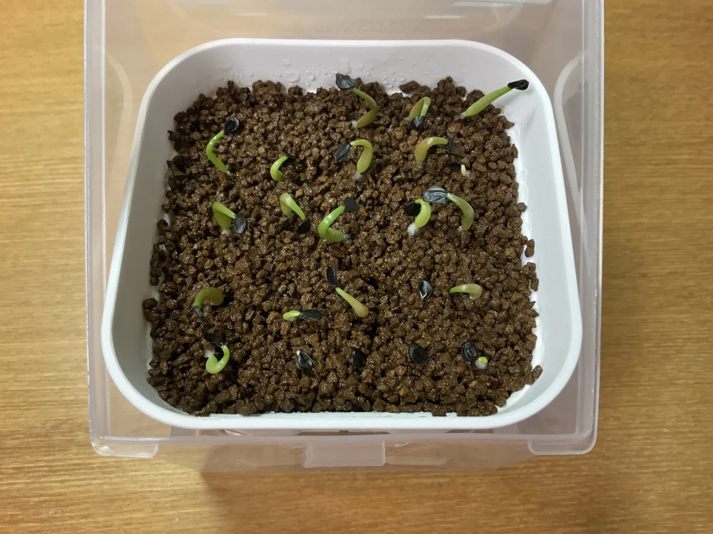 Agave titanota Blue Lot. (アガベ チタノタブルー)