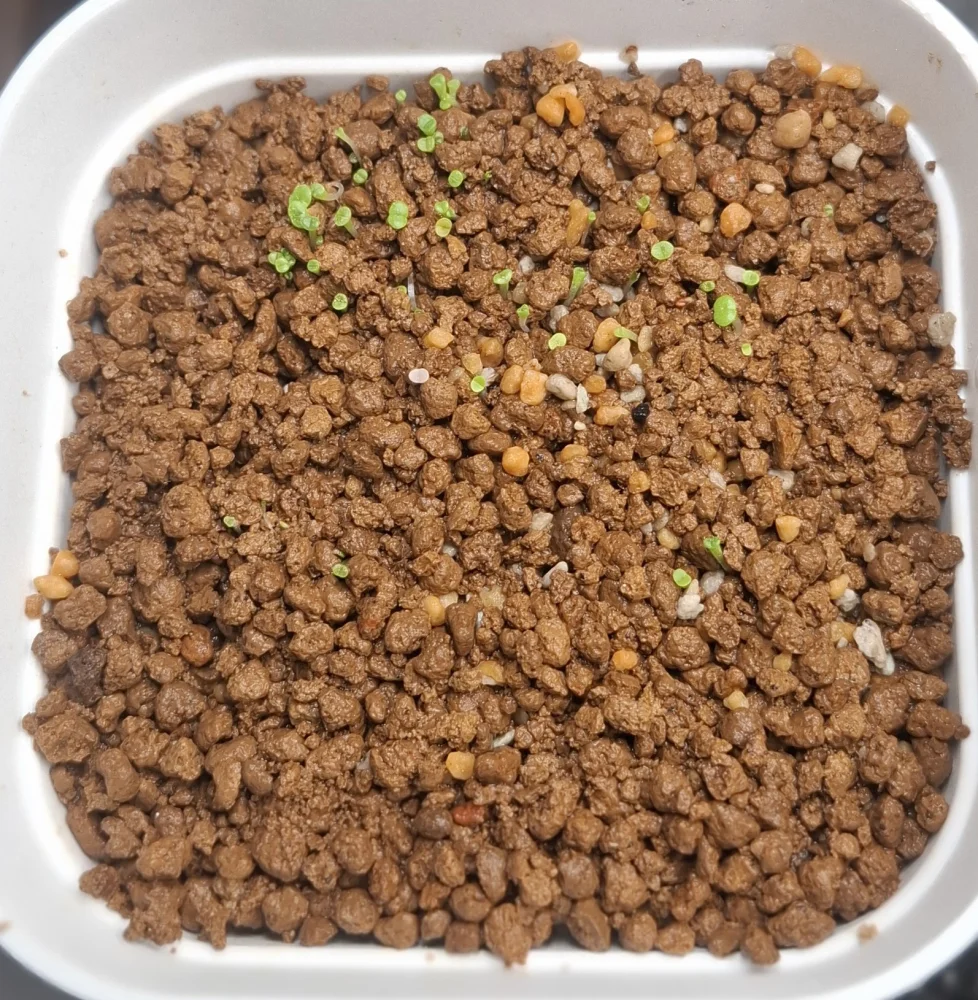 Lithops Mix Seeds (リトープス ミックス)