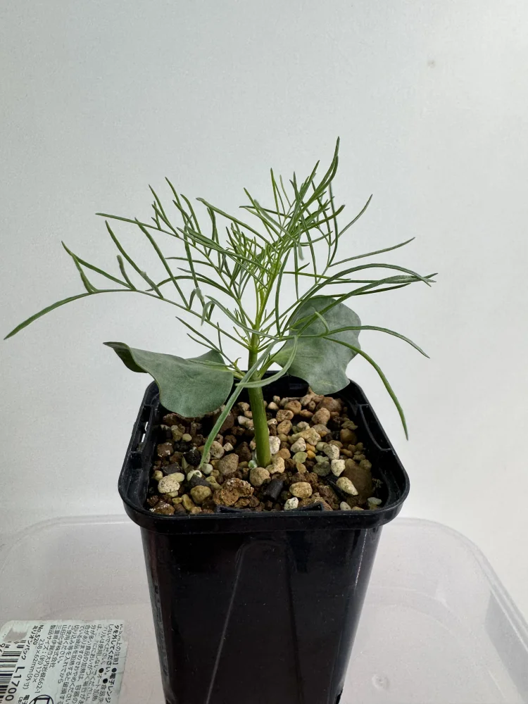 種子] コミフォラ クラウセリアナ Commiphora kraeuseliana｜塊根植物