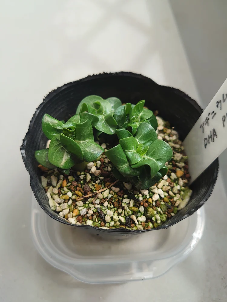 DHA PMK Adenium DHA PMK (アデニウム)