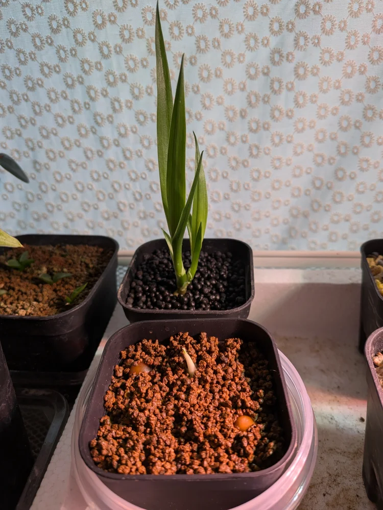 Dracaena draco subsp. draco (ドラセナ ドラコ)