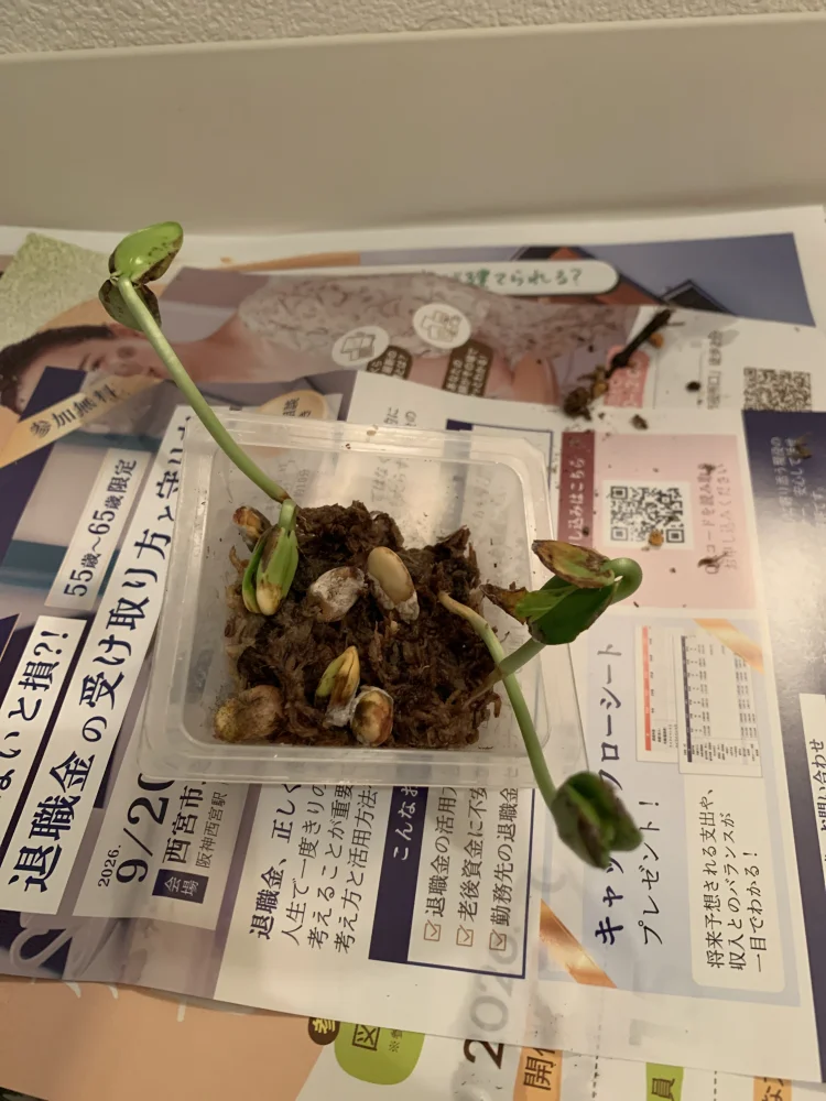 Delonix decaryi (デロニクス デカリー)