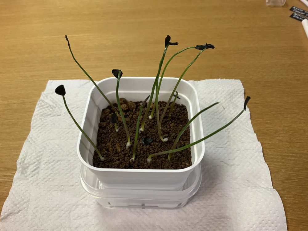 Agave hookeri (アガベ フーケリ)