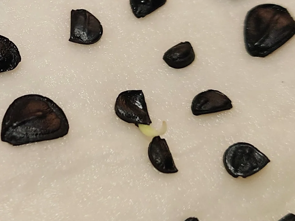 Agave kerchovei (アガベ ワフアパンレッド)