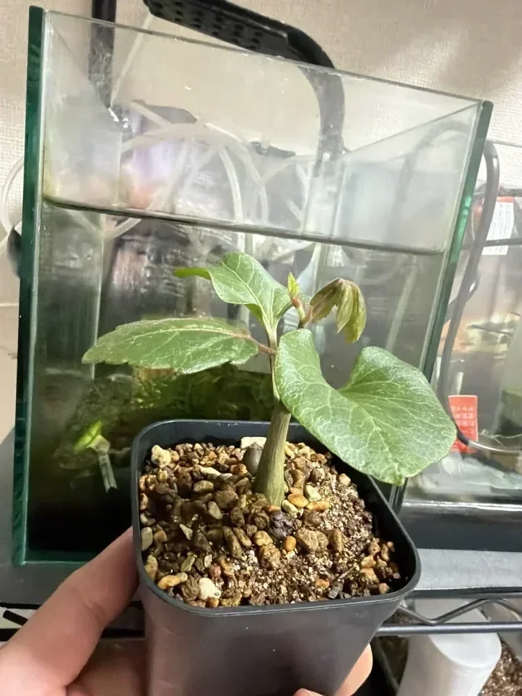 発芽してから1ヶ月くらい