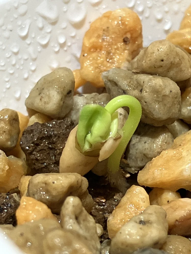 Commiphora monstruosa (コミフォラ モンストローサ)