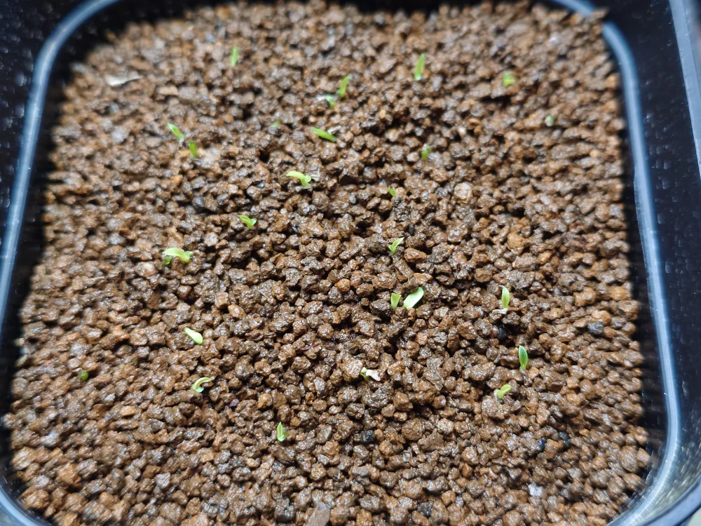 Xerophyta retinervis (ゼロフィタ レティネルビス)