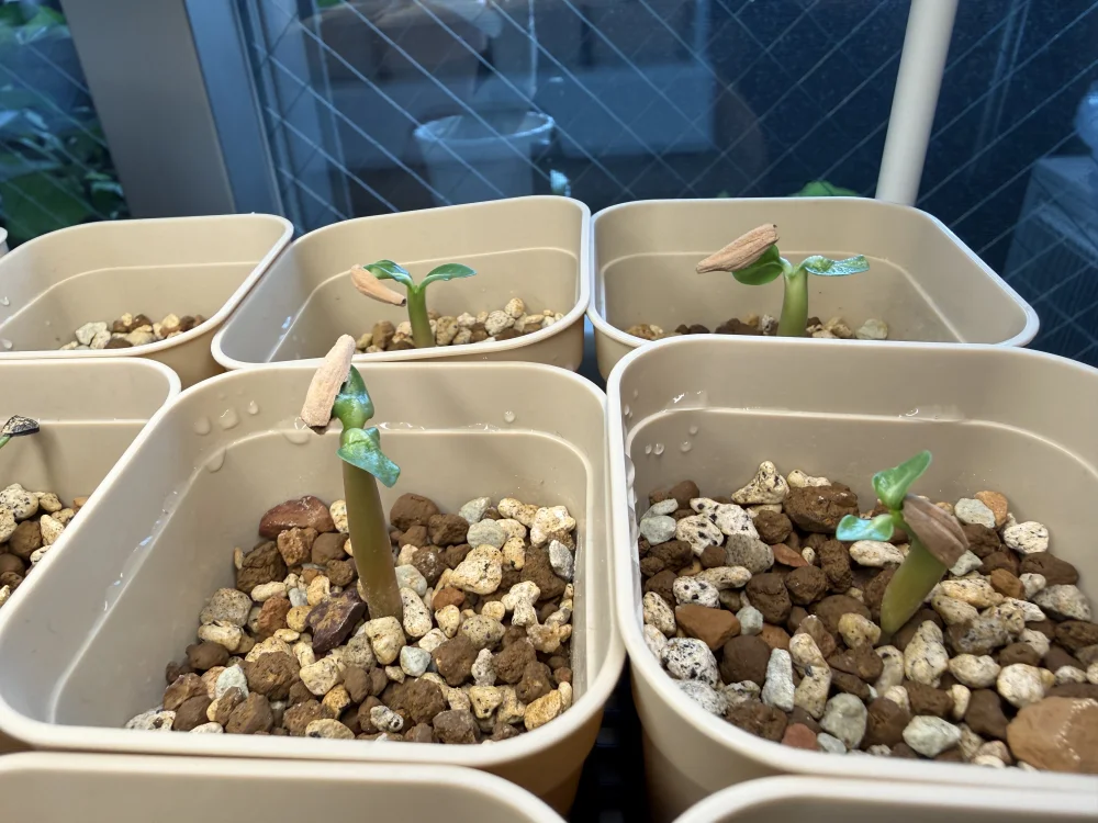 KHZ Adenium thai socotranum KHZ (アデニウム タイ ソコトラナム)